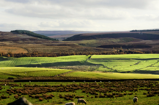 view of heather and moorland 