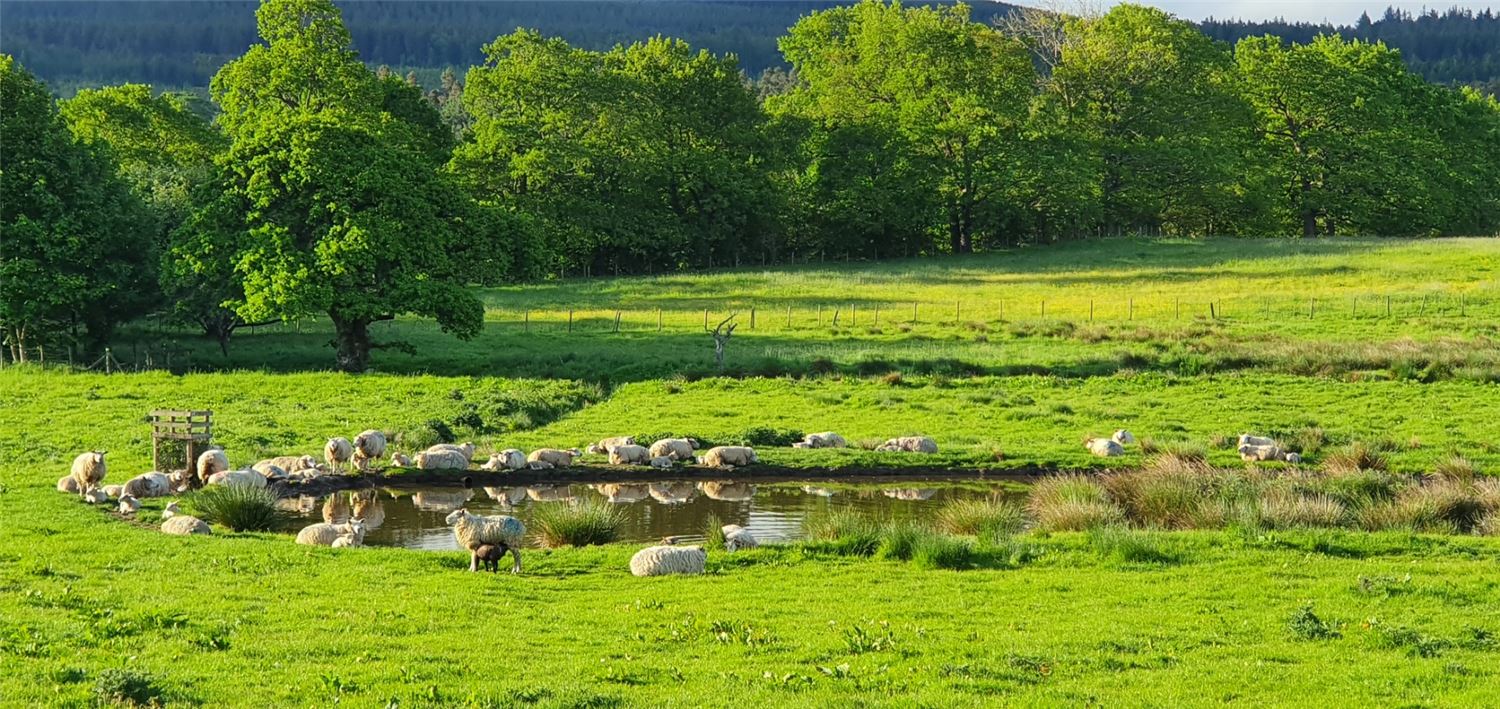 Woodside Lodge in buttercups